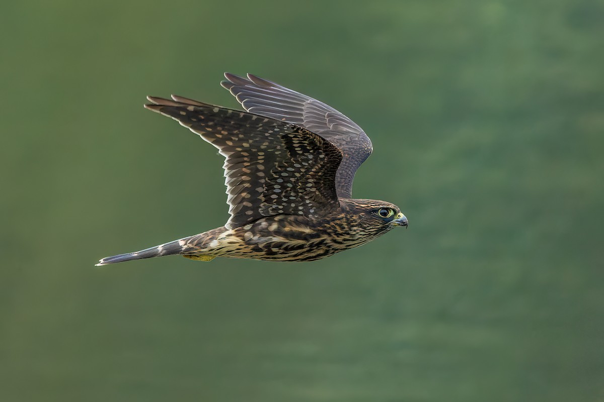 Merlin (Black) - Frank Lin