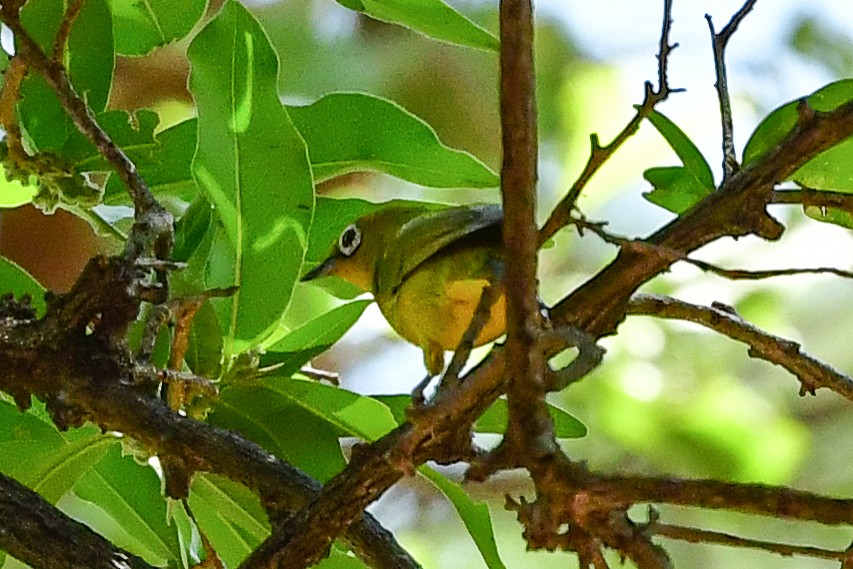 Southern Yellow White-eye - ML475055191