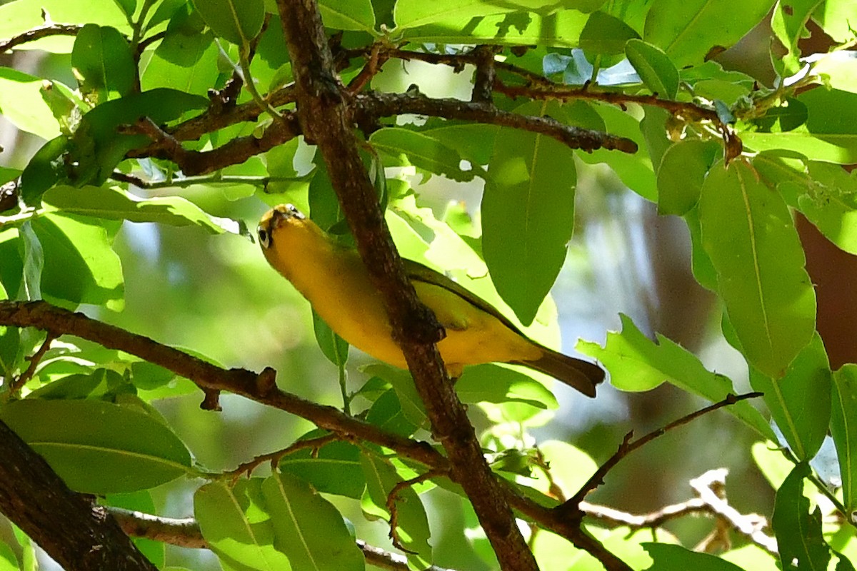 Southern Yellow White-eye - ML475055201