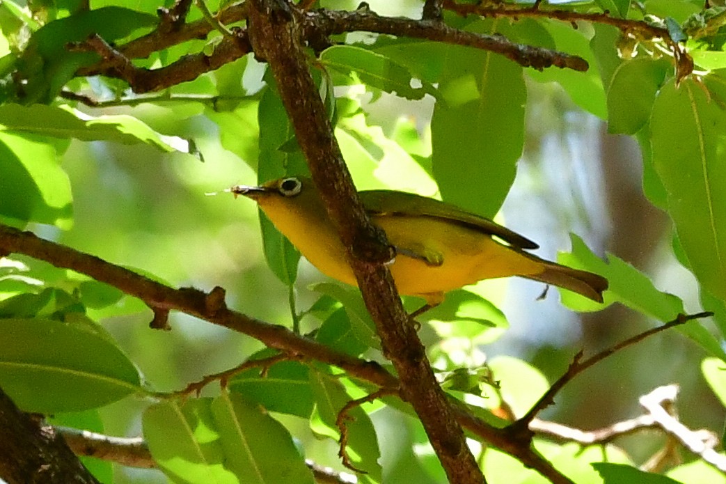 Southern Yellow White-eye - ML475055211