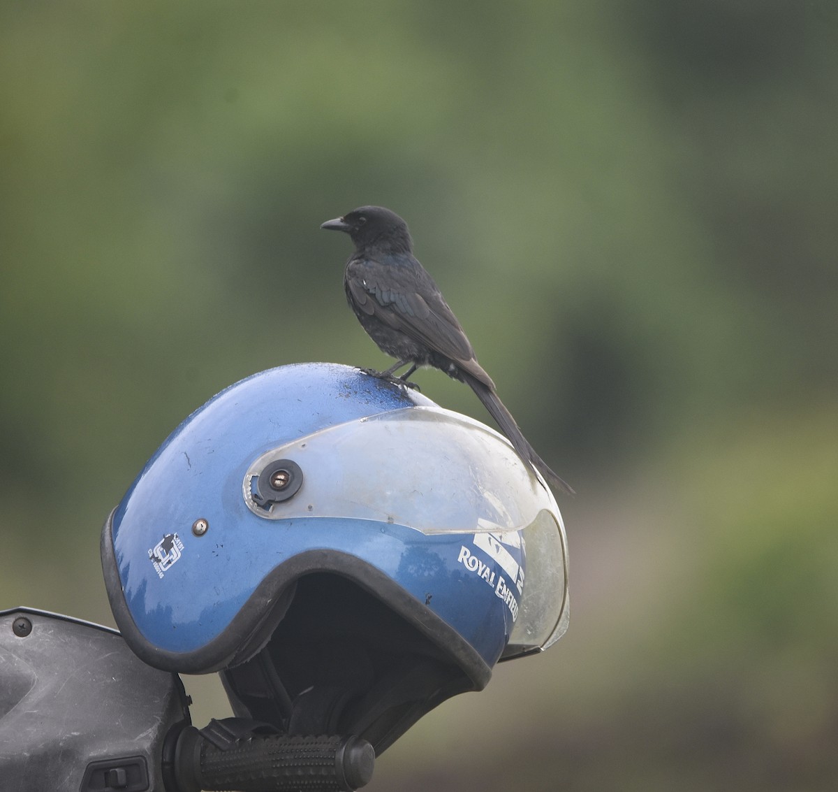 Black Drongo - ML475055351