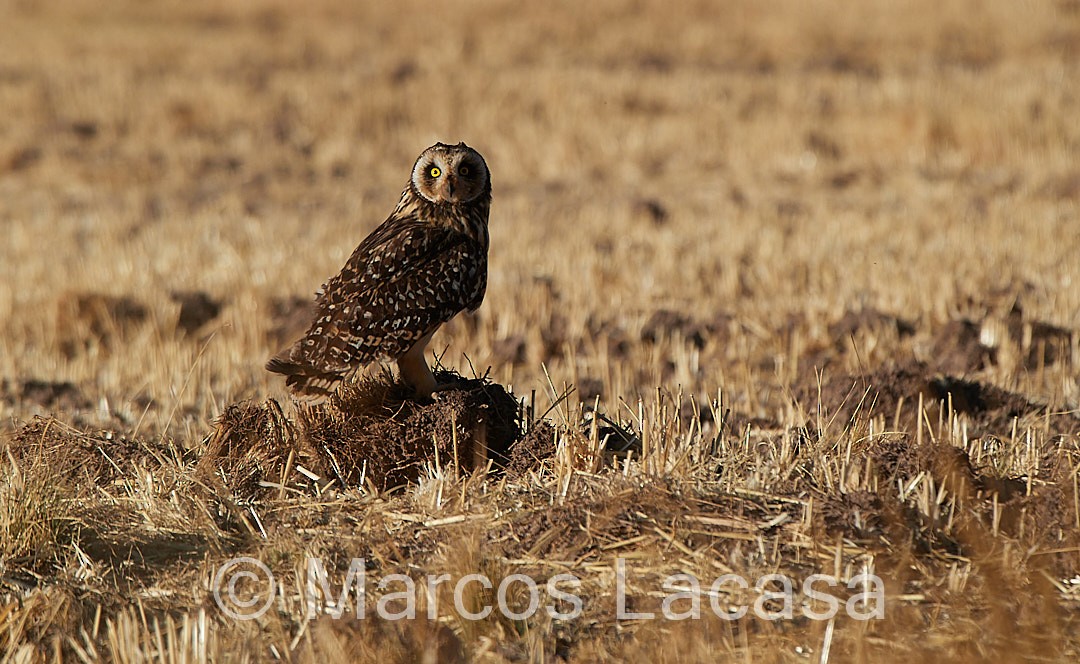 Búho Campestre (sudamericano) - ML475055871