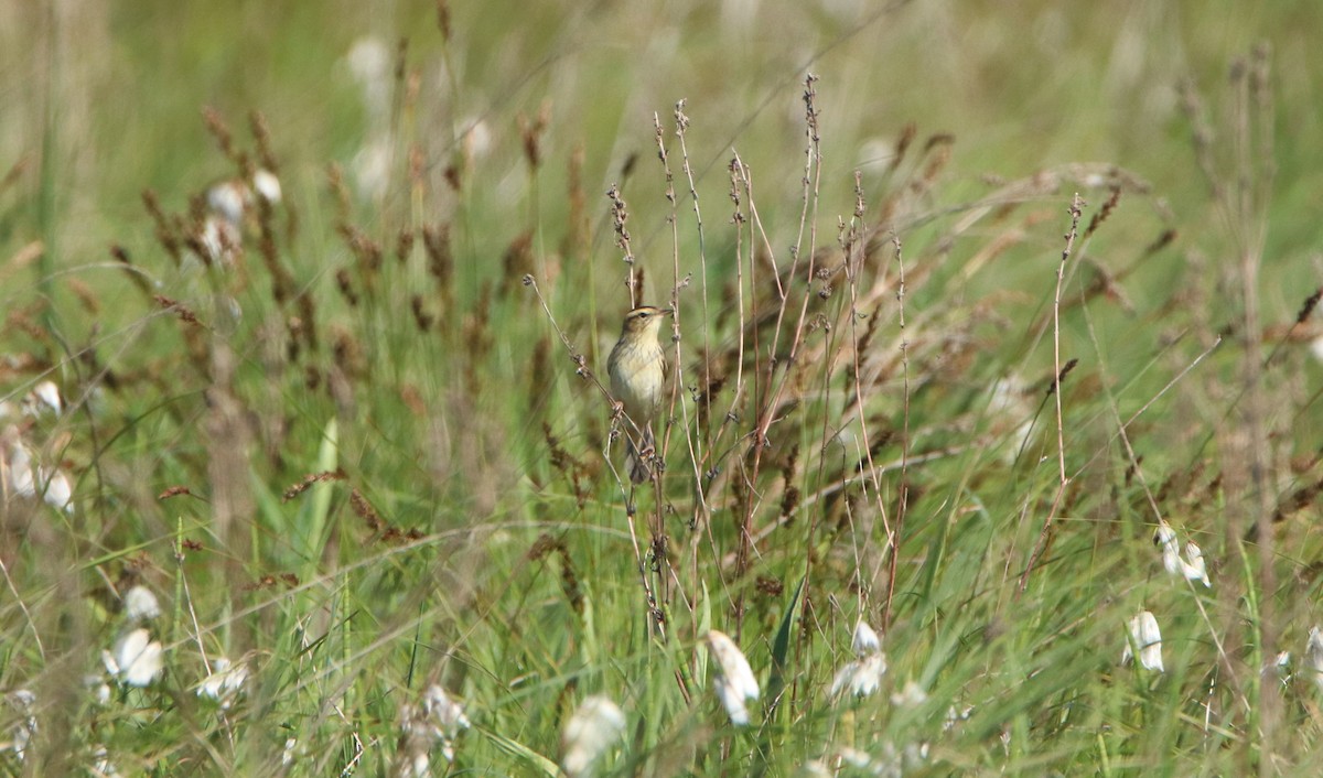 Aquatic Warbler - ML475056151