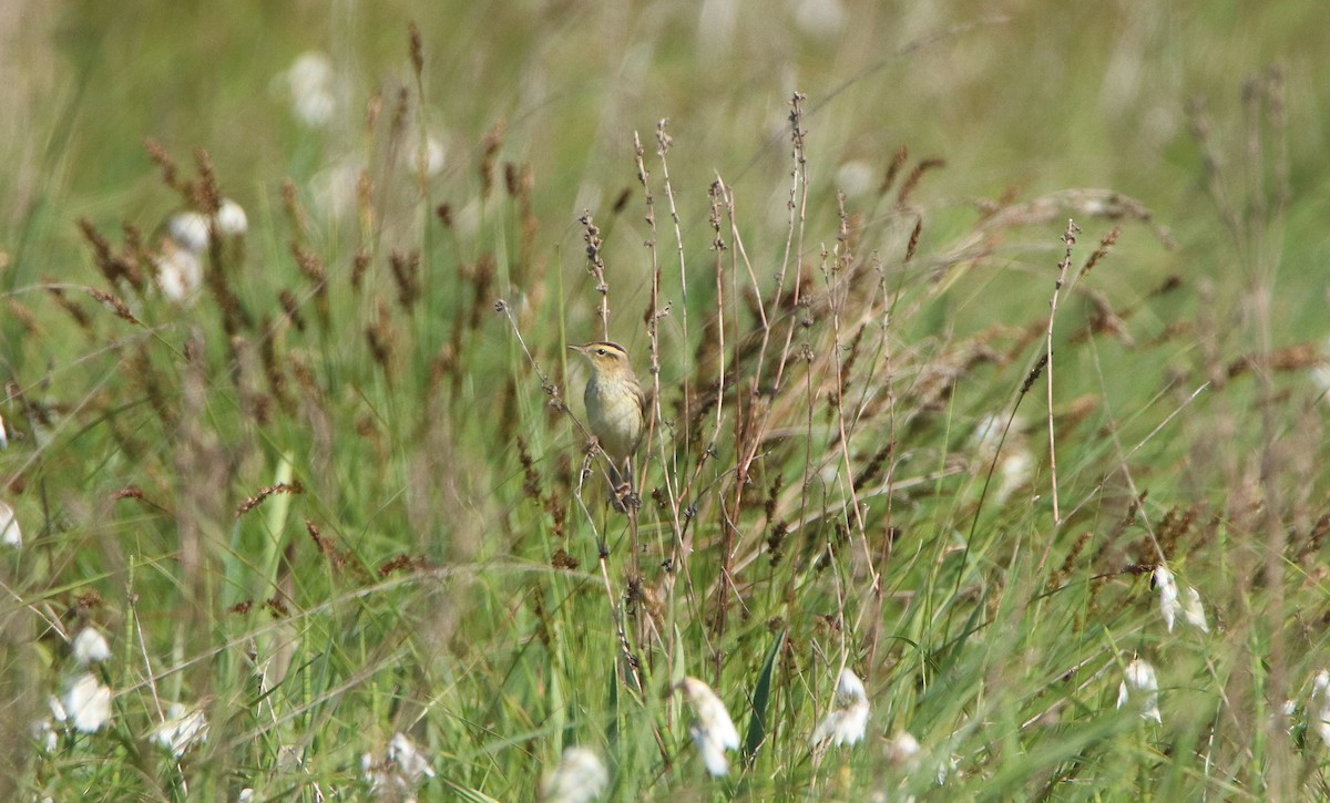 Aquatic Warbler - ML475056161