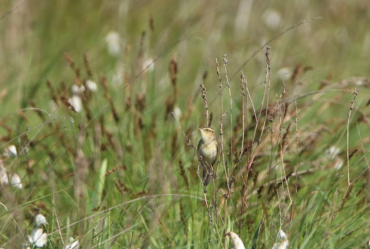 Aquatic Warbler - ML475056181