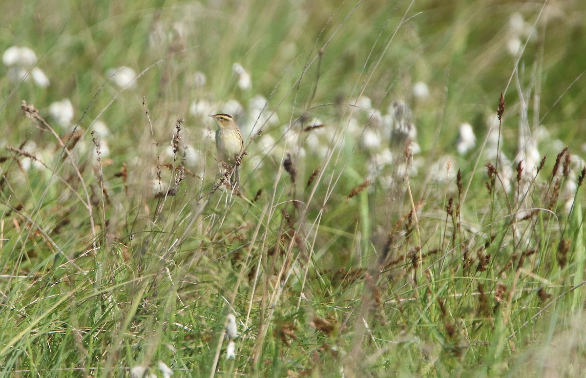 Aquatic Warbler - ML475056221