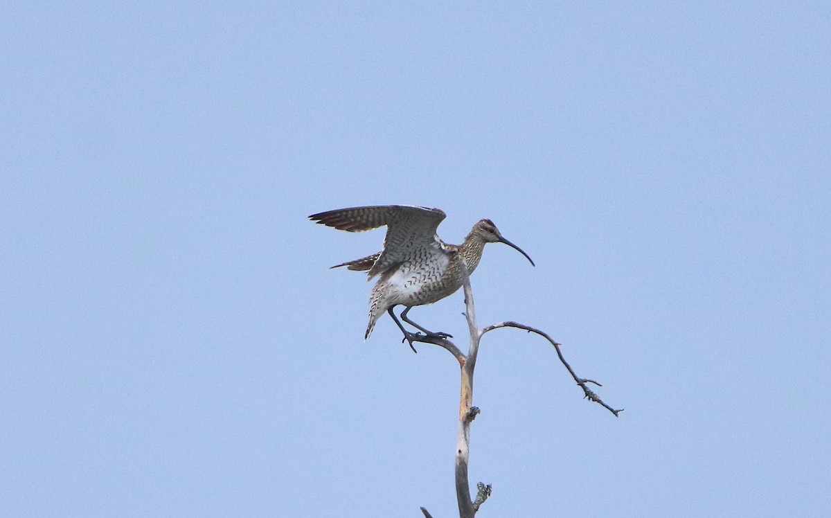 Whimbrel - Ondřej Boháč