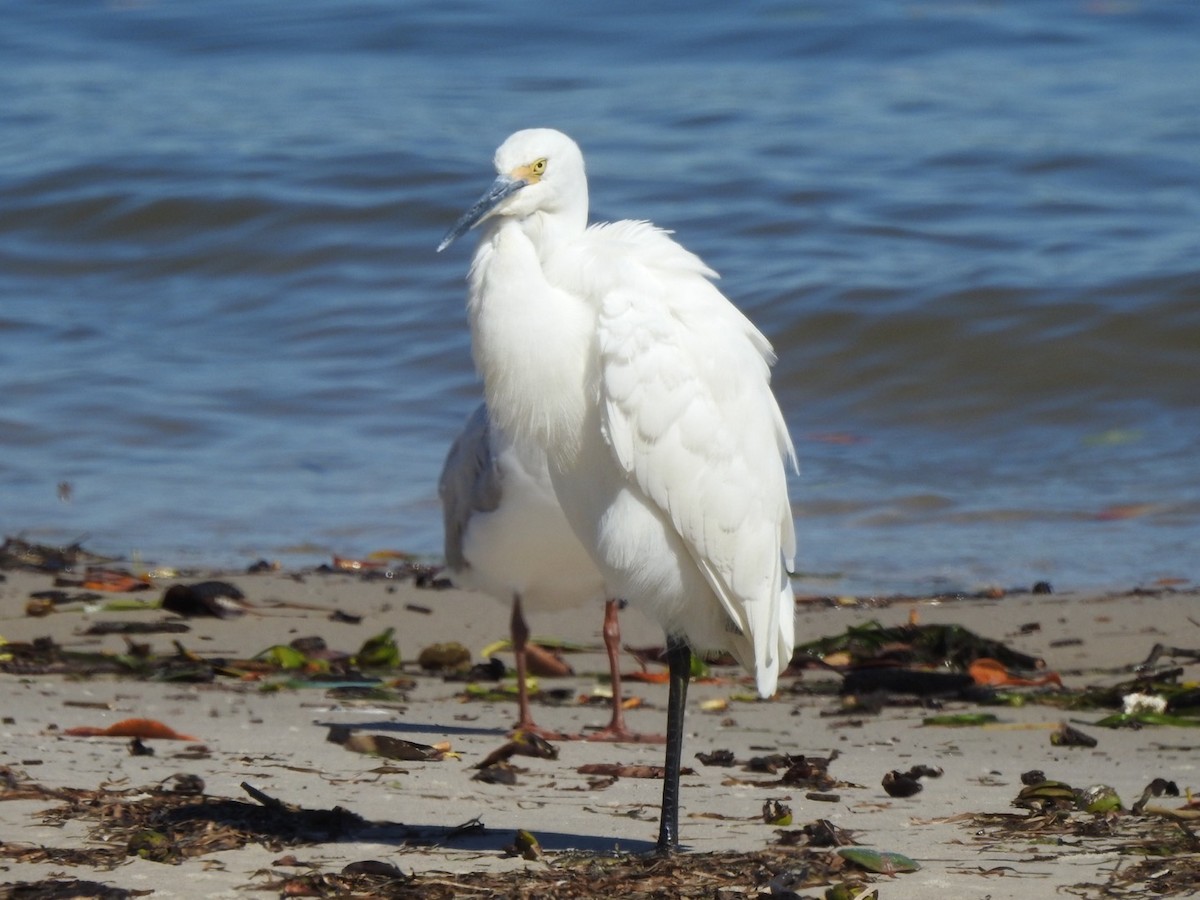 Little Egret - ML475057441