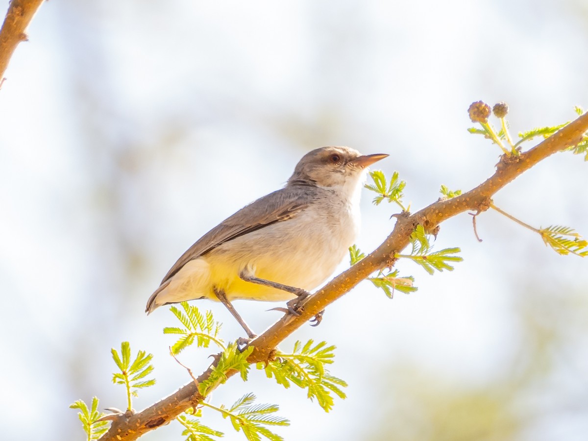 Yellow-vented Eremomela - ML475057701