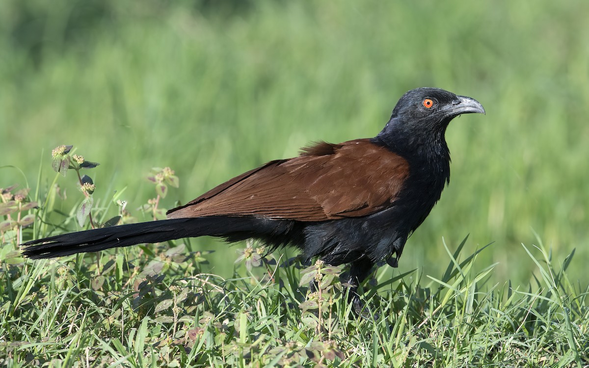 Greater Coucal - Parmil Kumar