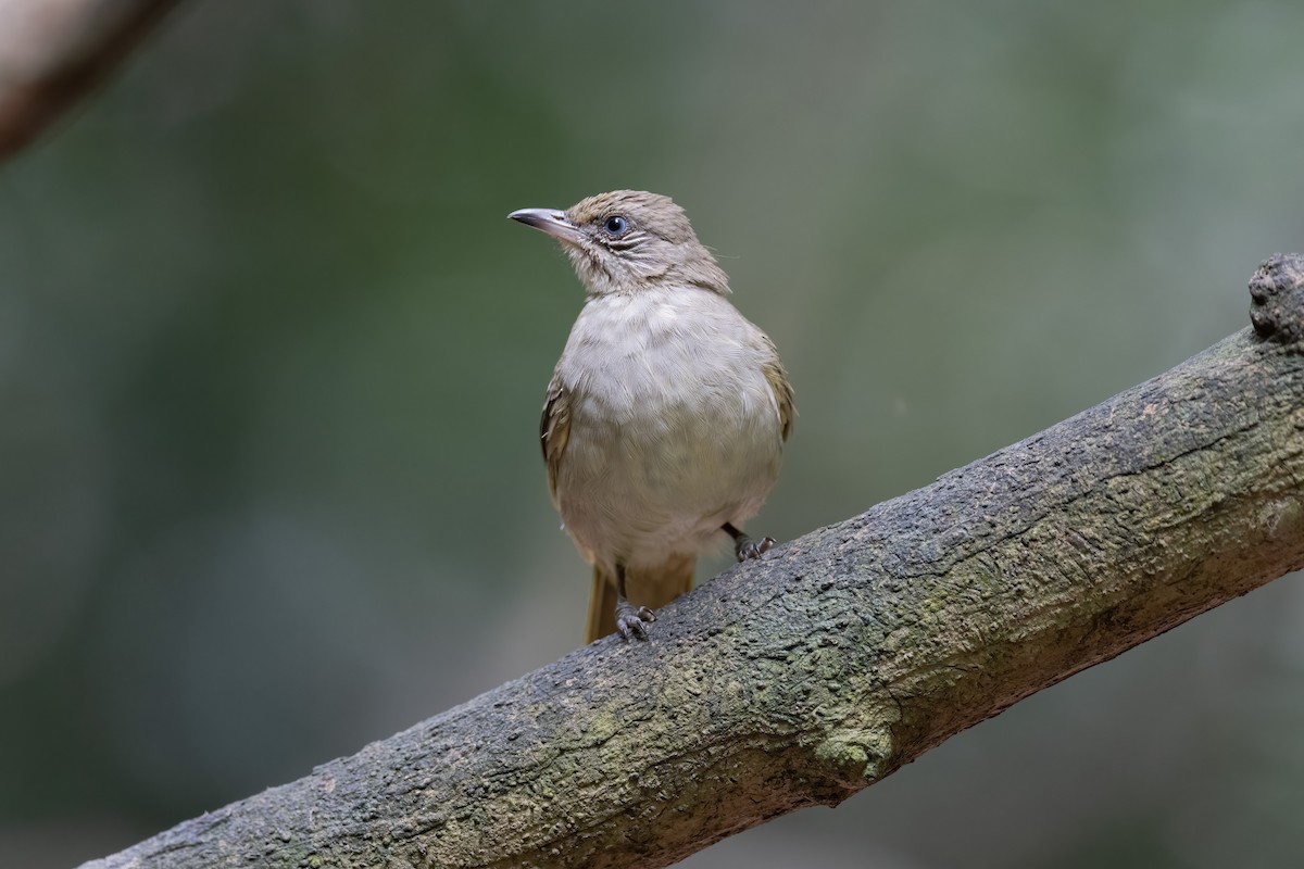 Streak-eared Bulbul - ML475058711