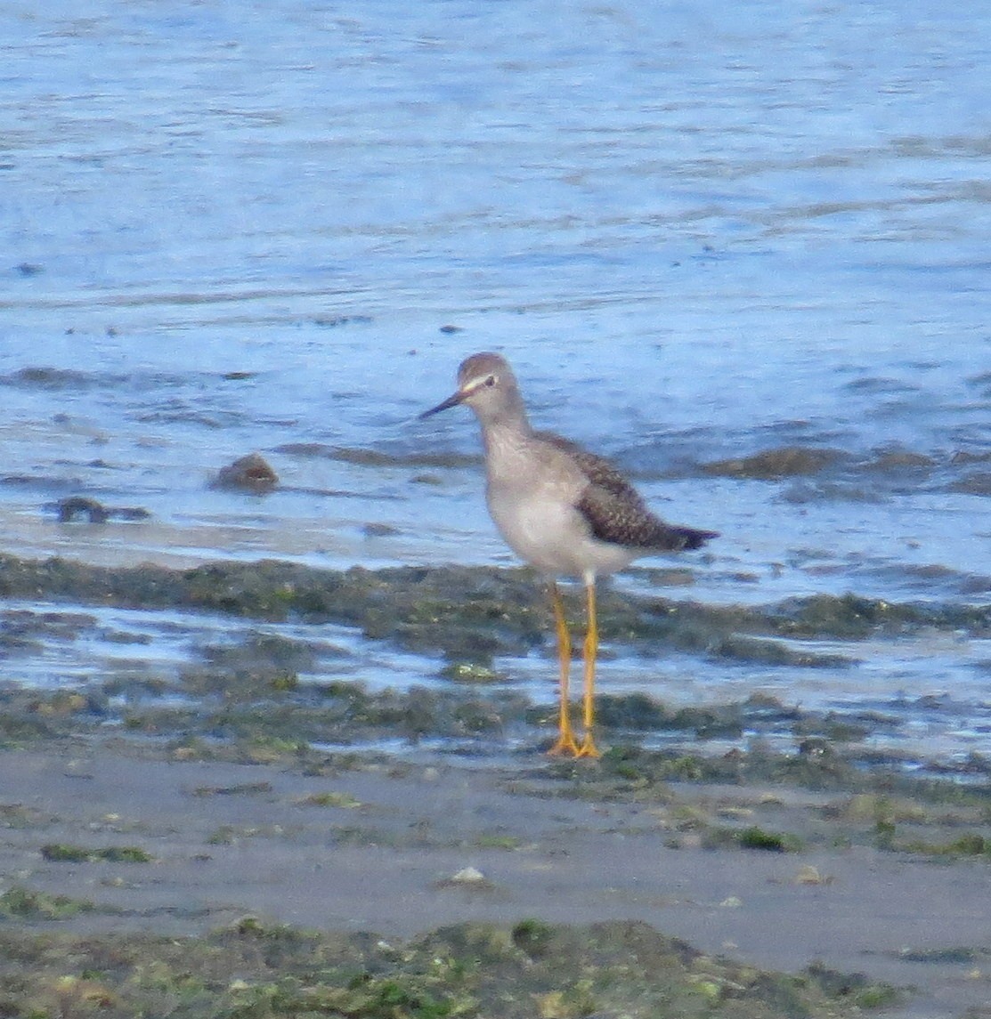 Lesser Yellowlegs - ML475058831