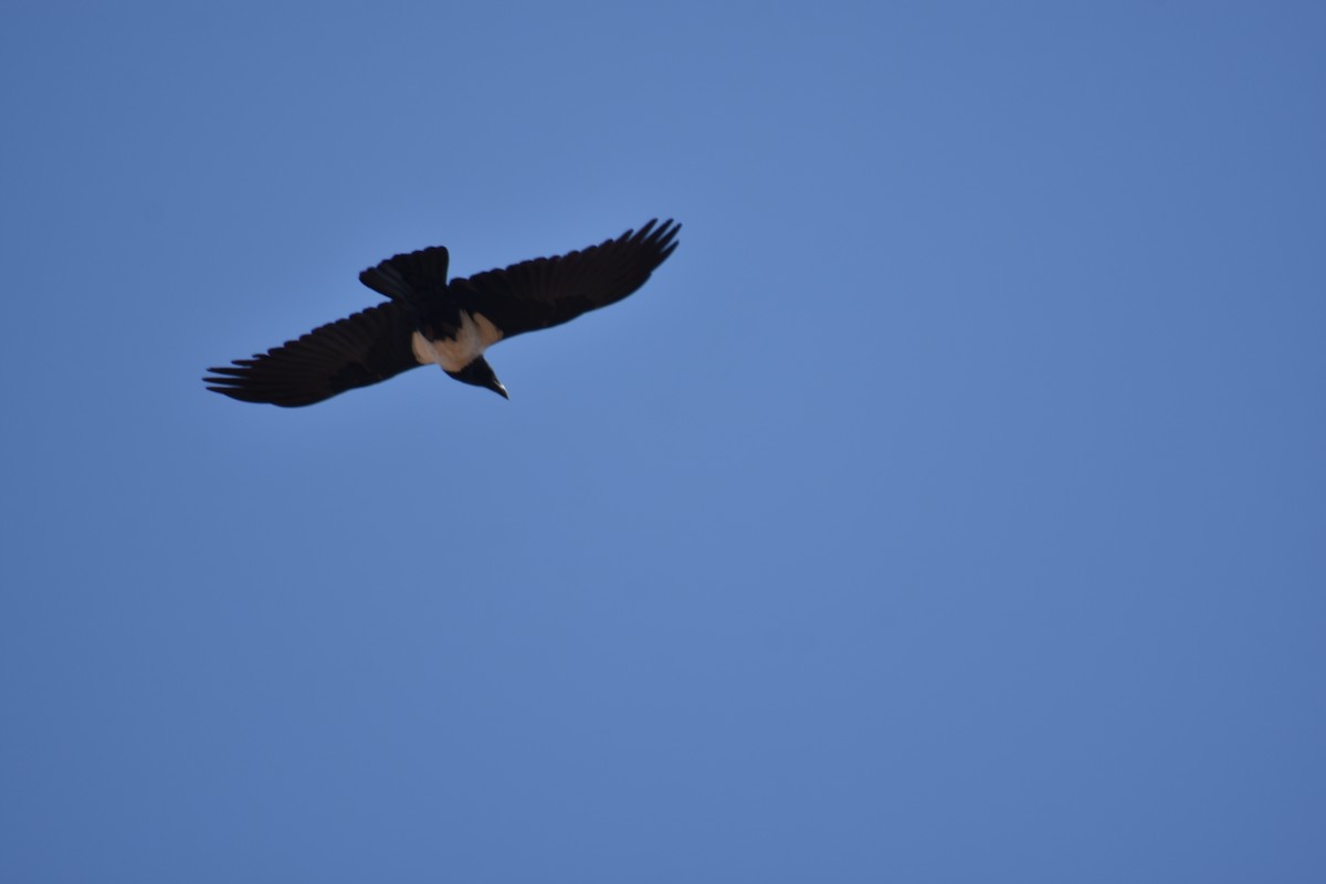 Pied Crow - ML475059751