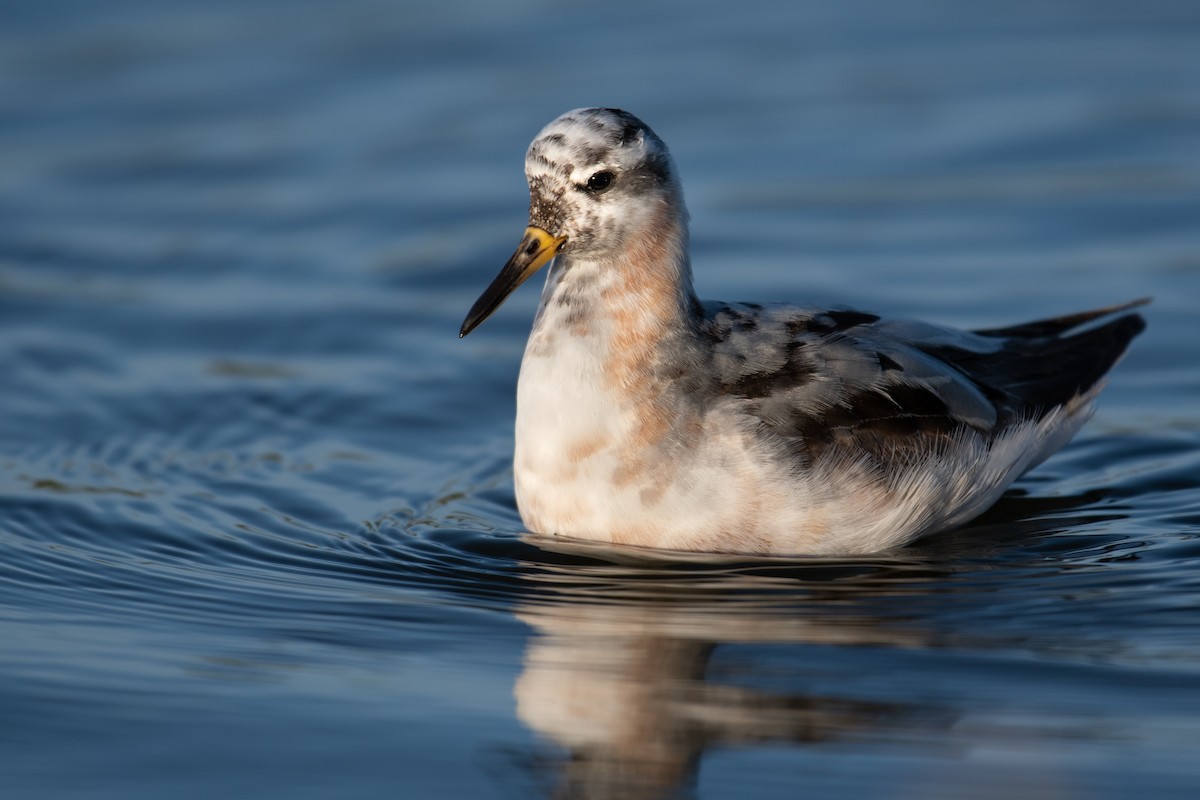 Red Phalarope - ML475059911