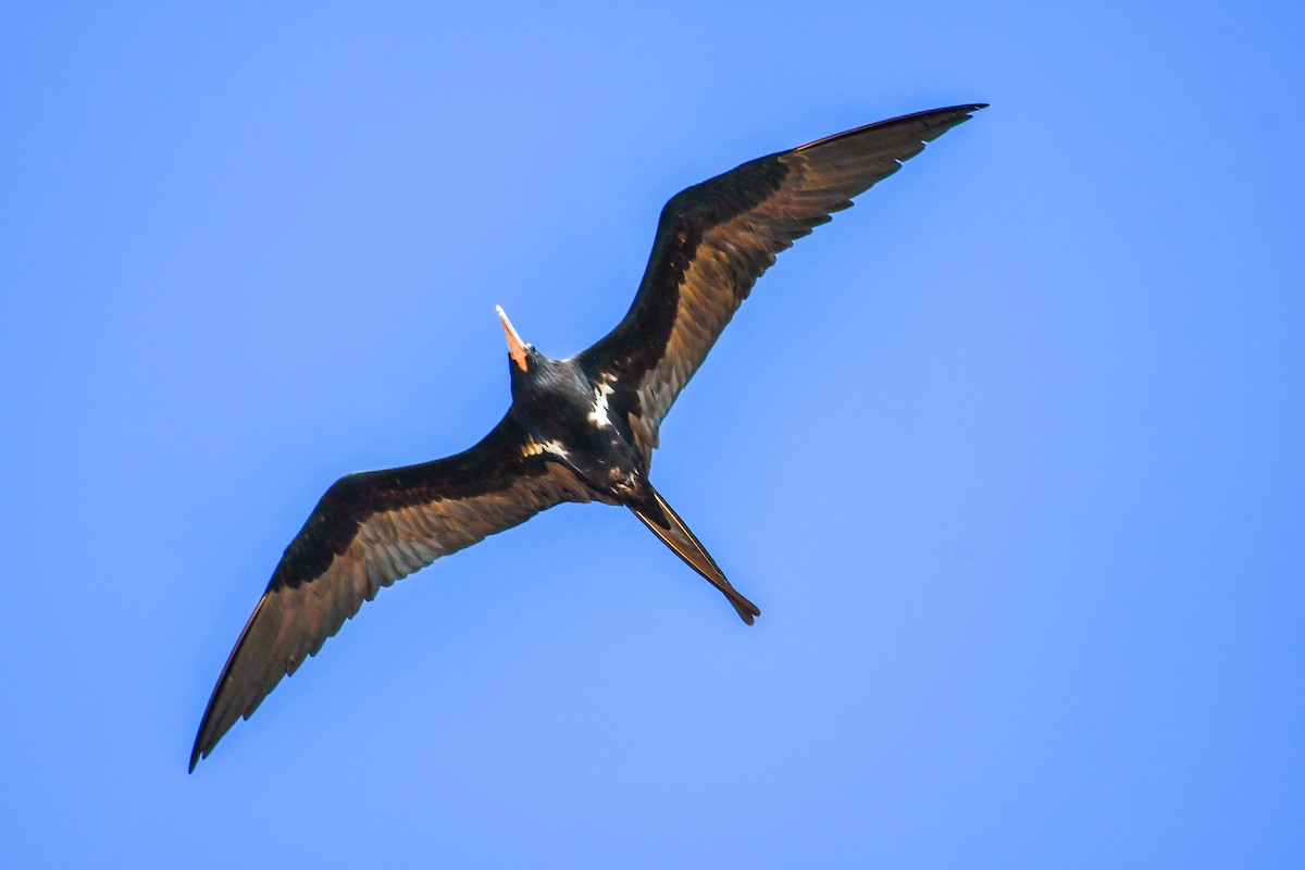 Lesser Frigatebird - ML475062921