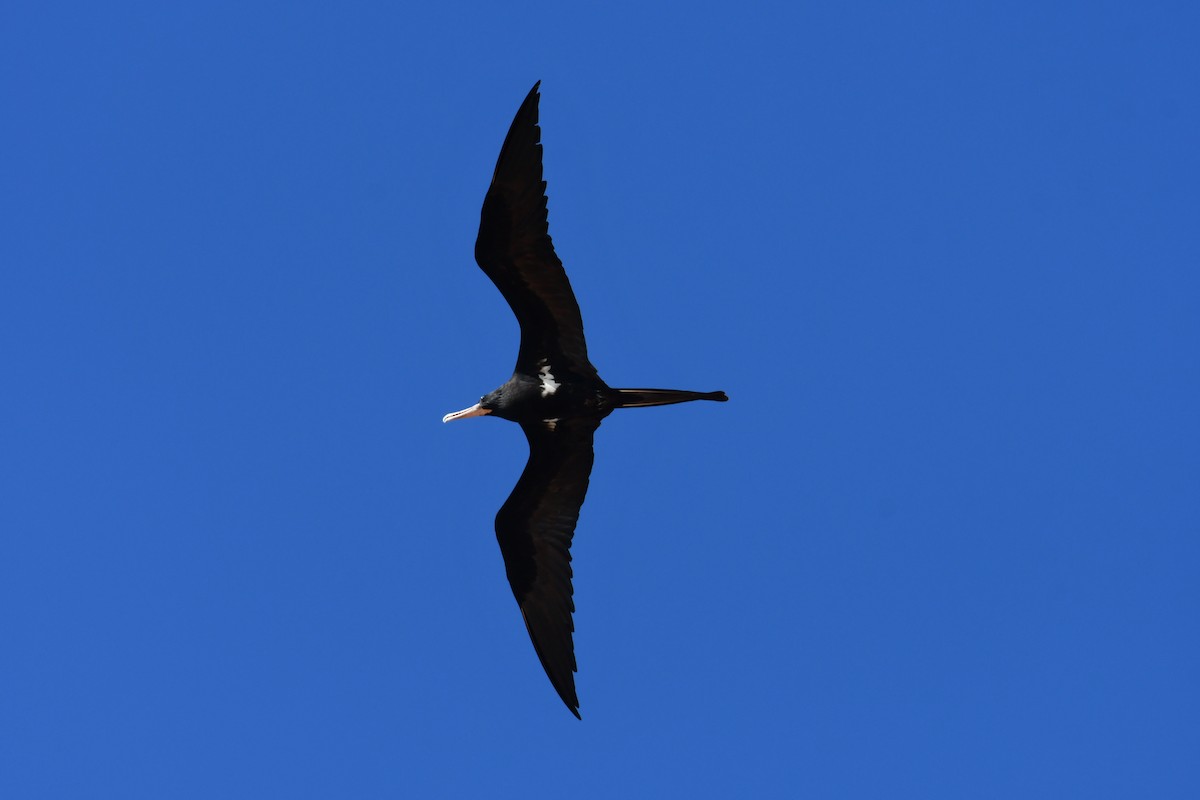 Lesser Frigatebird - ML475062931