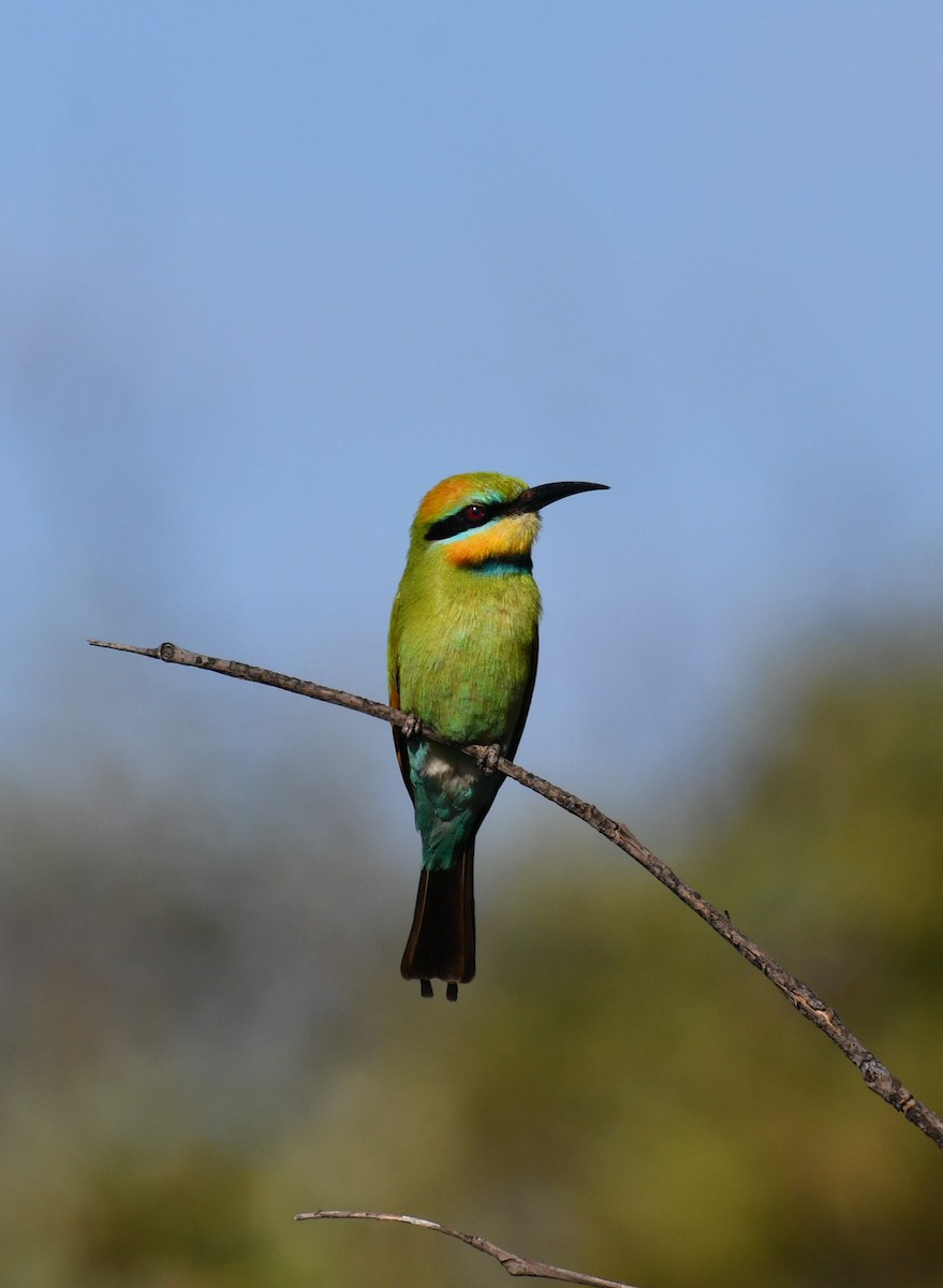 Rainbow Bee-eater - Loz88 Woz