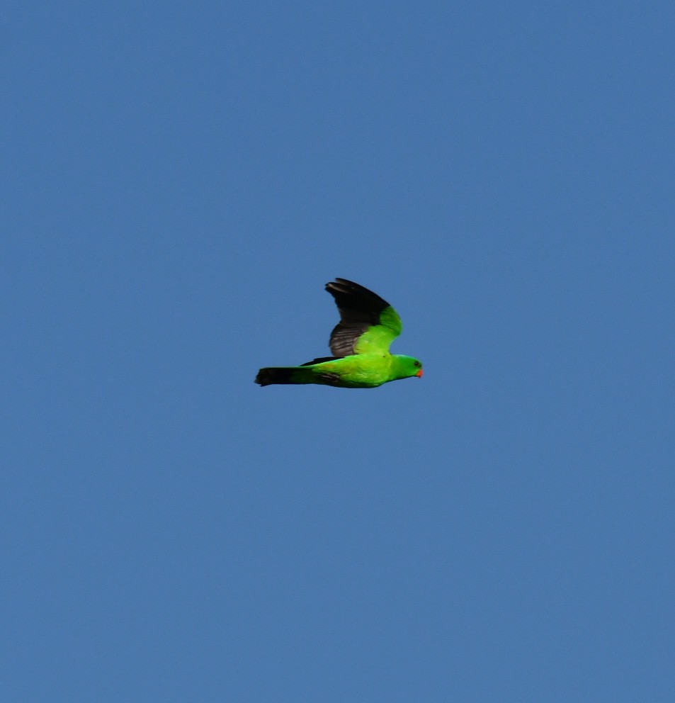 Red-winged Parrot - Loz88 Woz