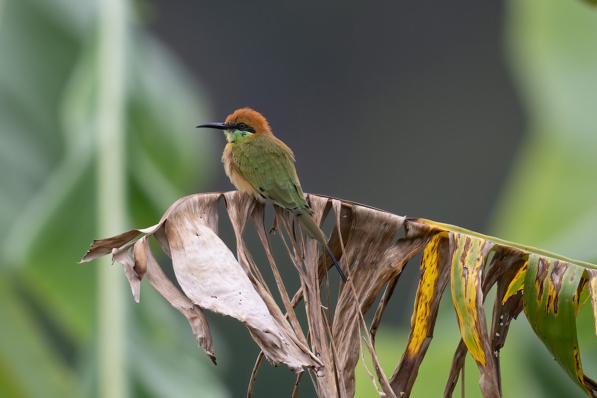 Asian Green Bee-eater - ML475063211