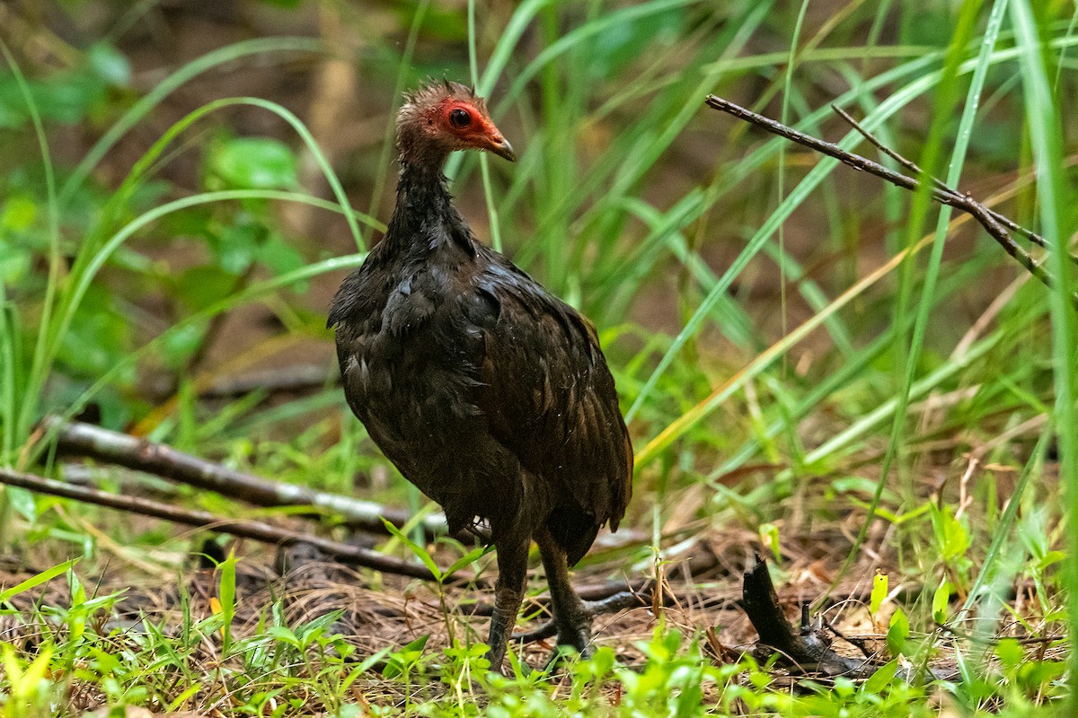 Nikobaren-Großfußhuhn - ML475063291