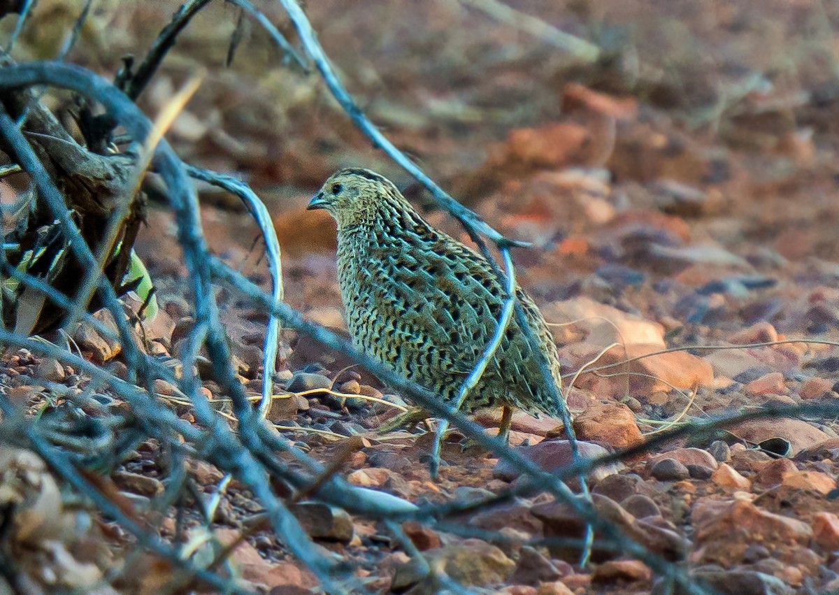 Brown Quail - ML475063341