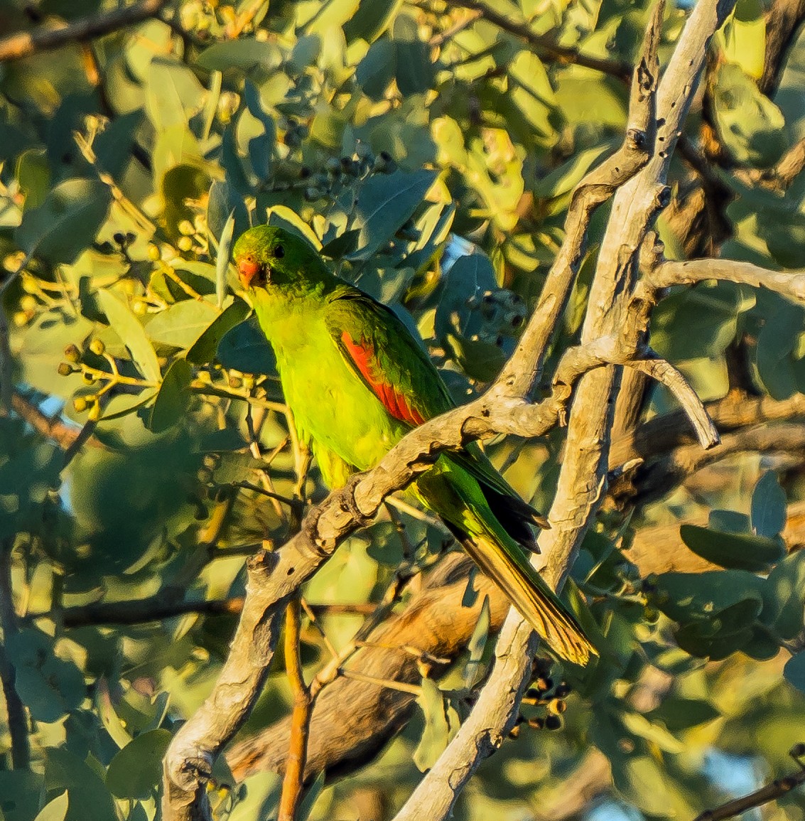 Red-winged Parrot - Russell Scott