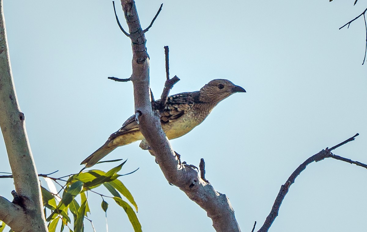 Spotted Bowerbird - ML475064101