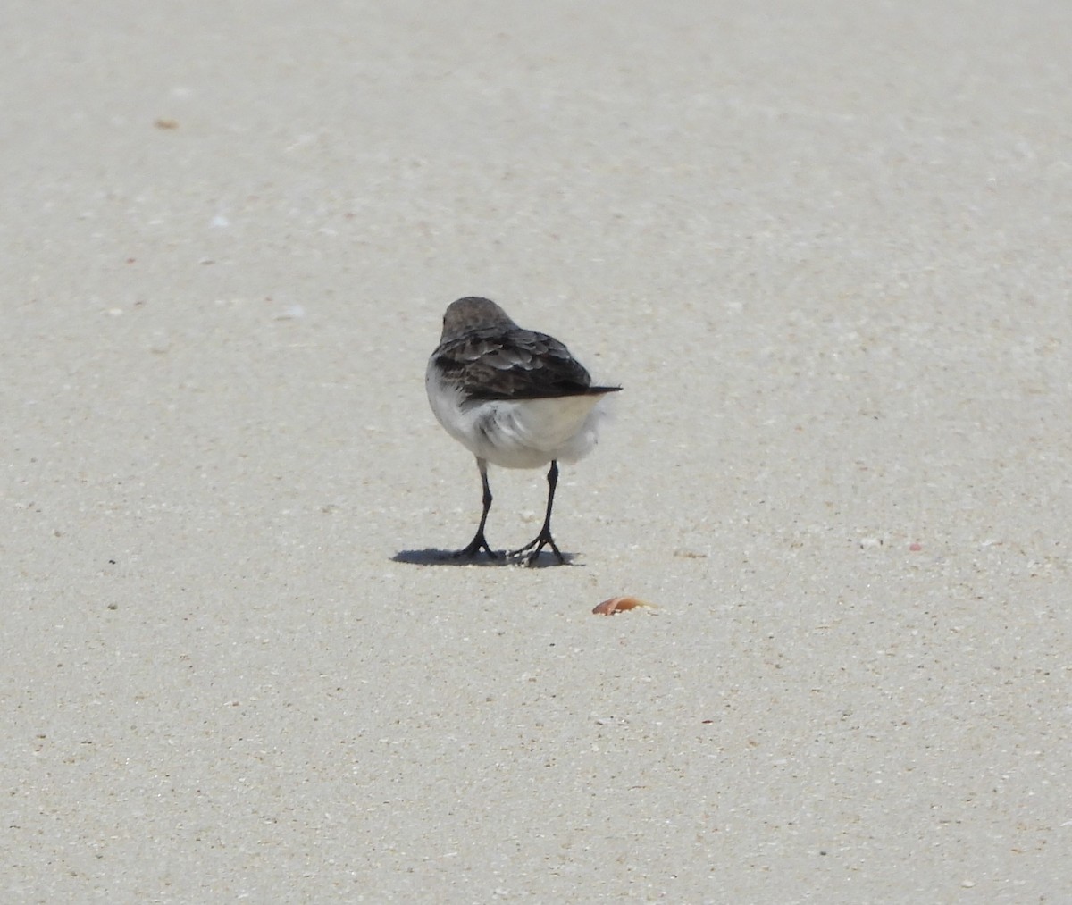 Rotkehl-Strandläufer - ML475065231