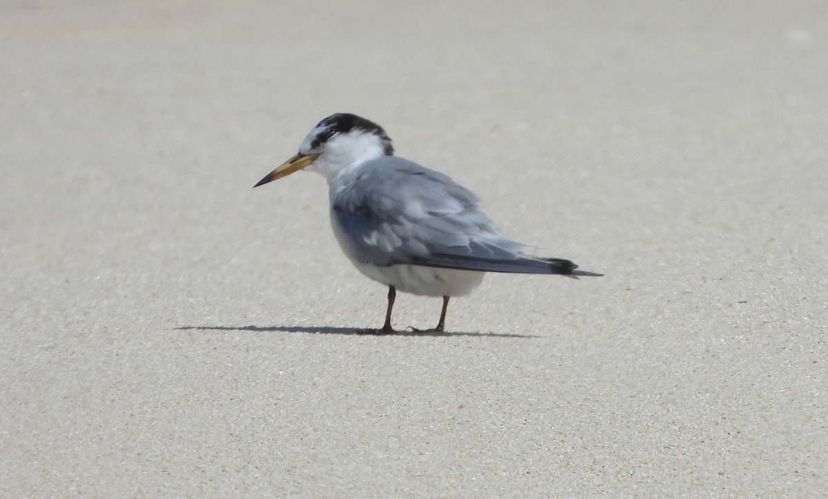 Little Tern - ML475065511