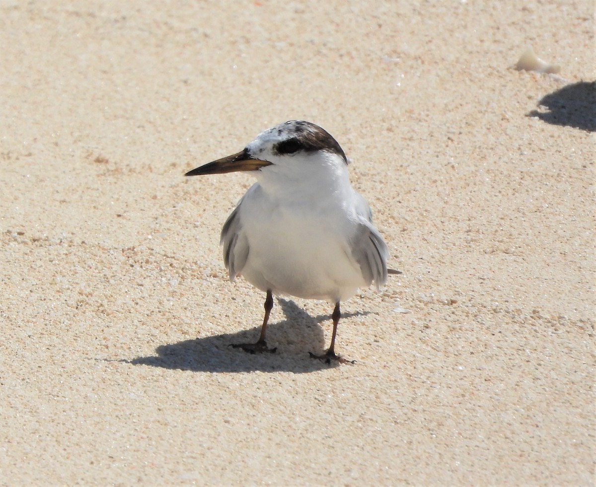 Little Tern - Adrian Walsh