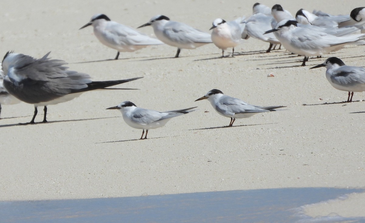 Little Tern - ML475065541