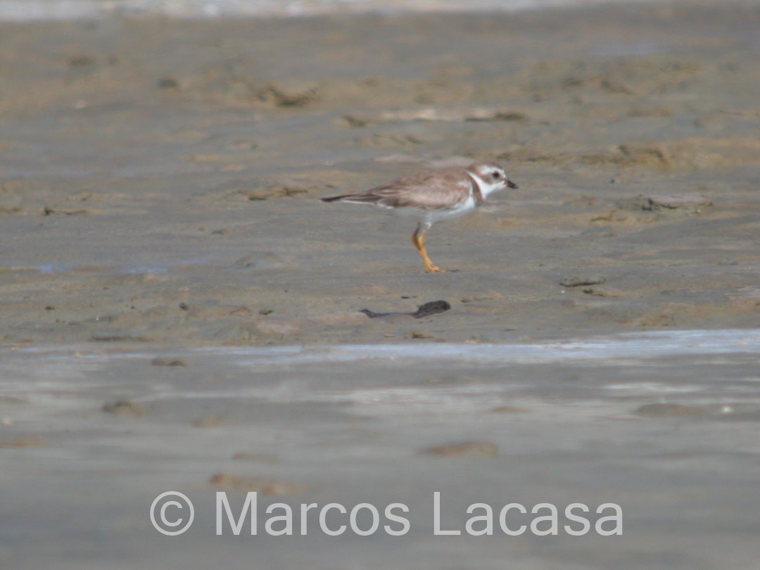 Semipalmated Plover - ML475066211