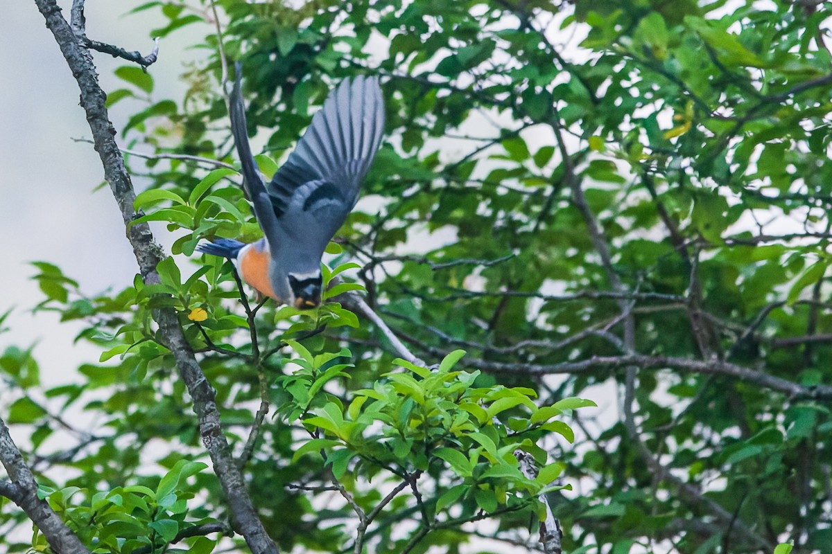 Gray-headed Bullfinch - ML475066471