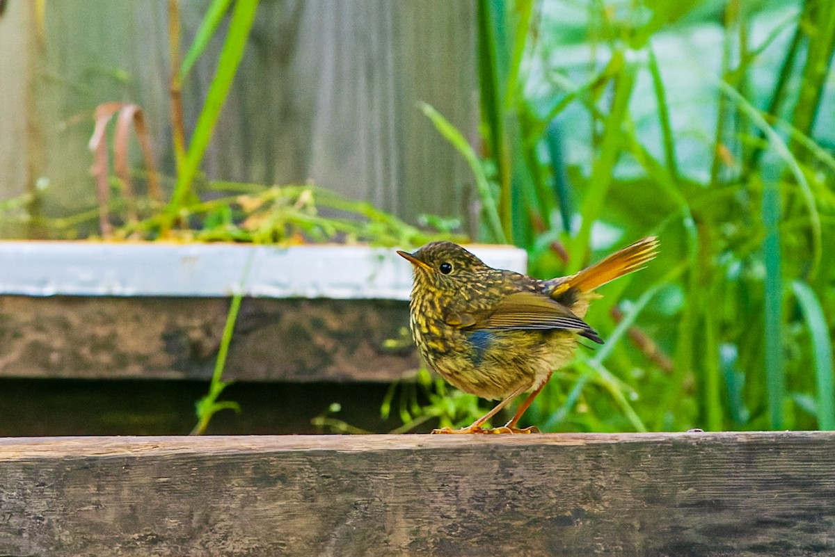 Golden Bush-Robin - ML475066531