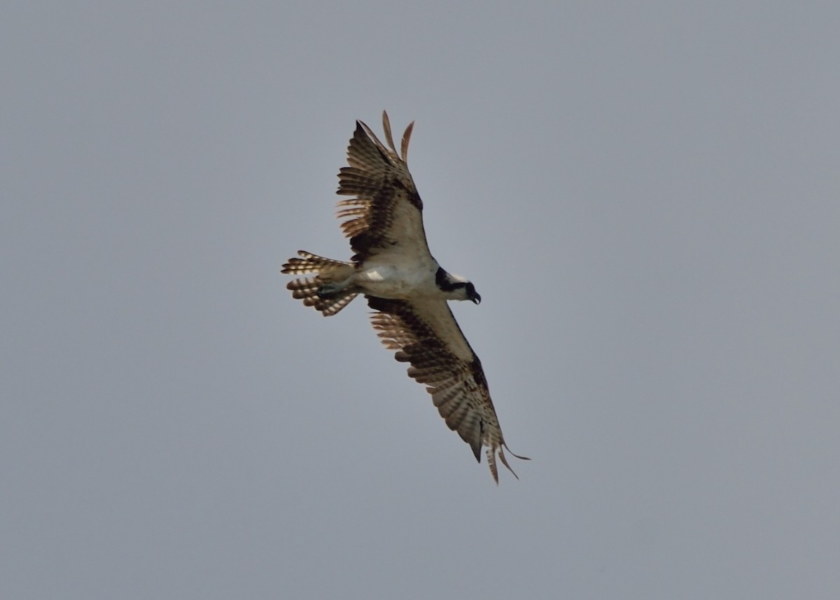 Osprey - Michiel Oversteegen