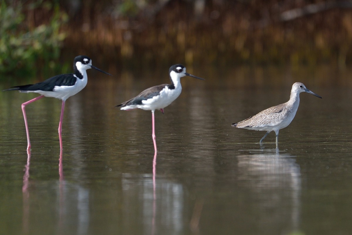 Black-necked Stilt - Michiel Oversteegen