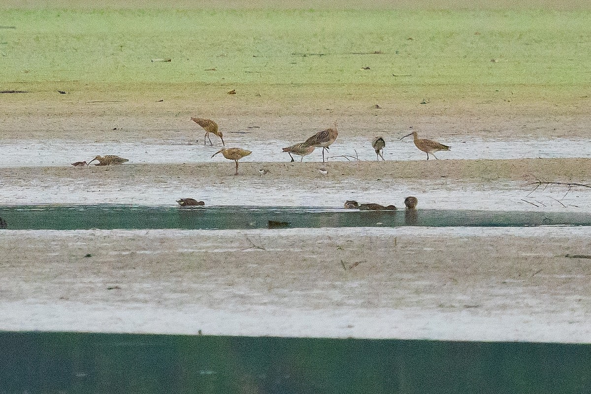 Eurasian Curlew - ML475067121