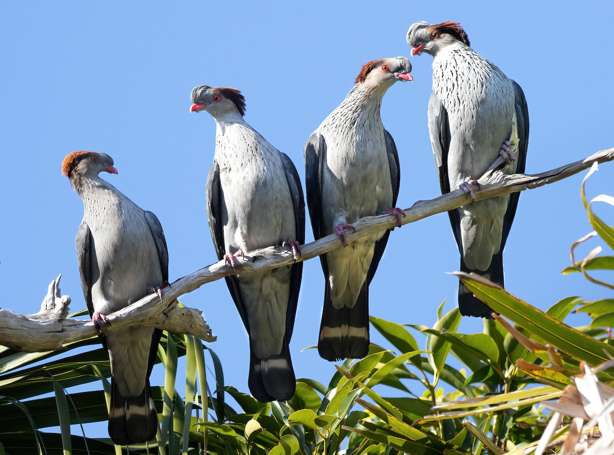 Topknot Pigeon - ML475067211