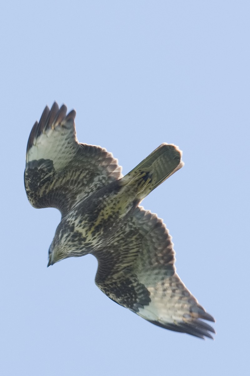 Common Buzzard - ML475068571