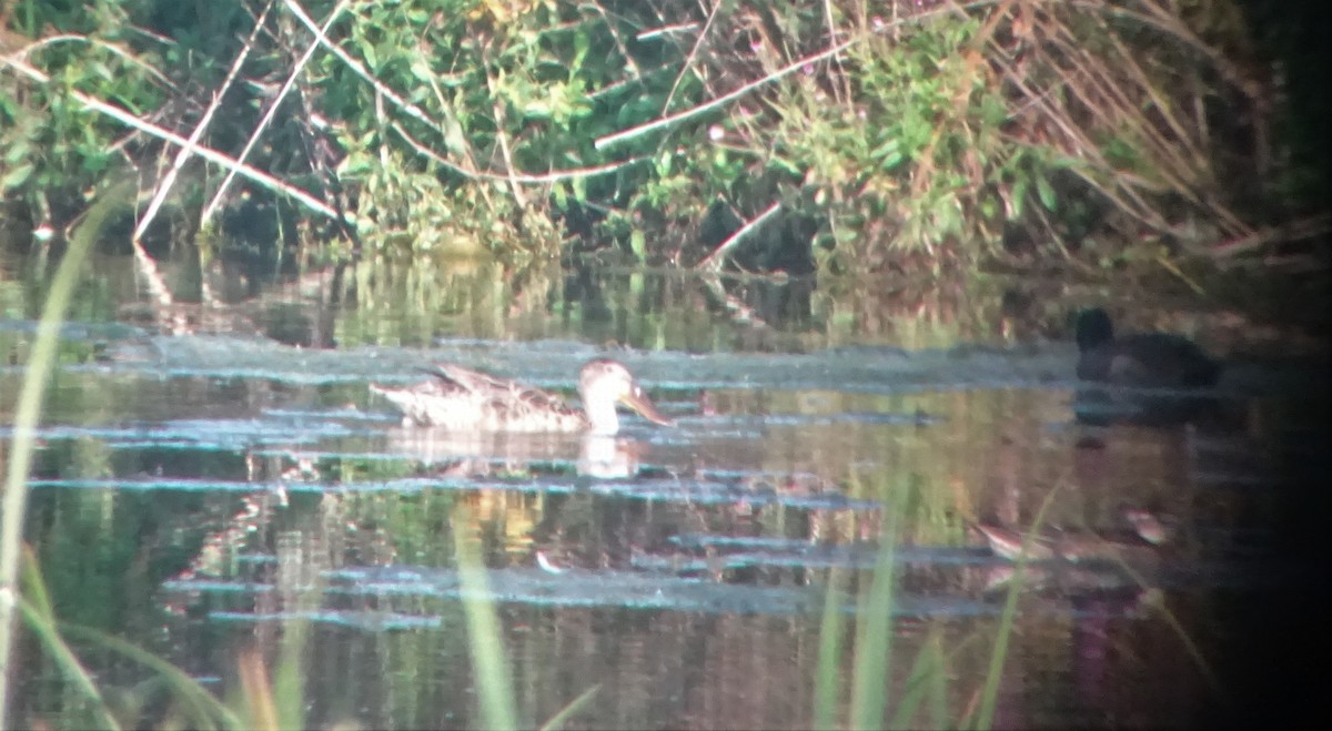 Northern Shoveler - ML475069071