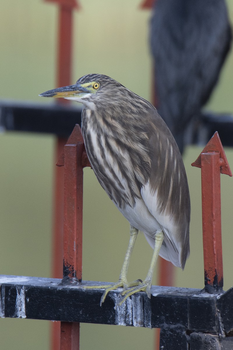 Indian Pond-Heron - ML475070361