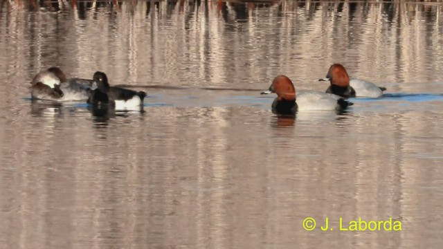 Tufted Duck - ML475070371