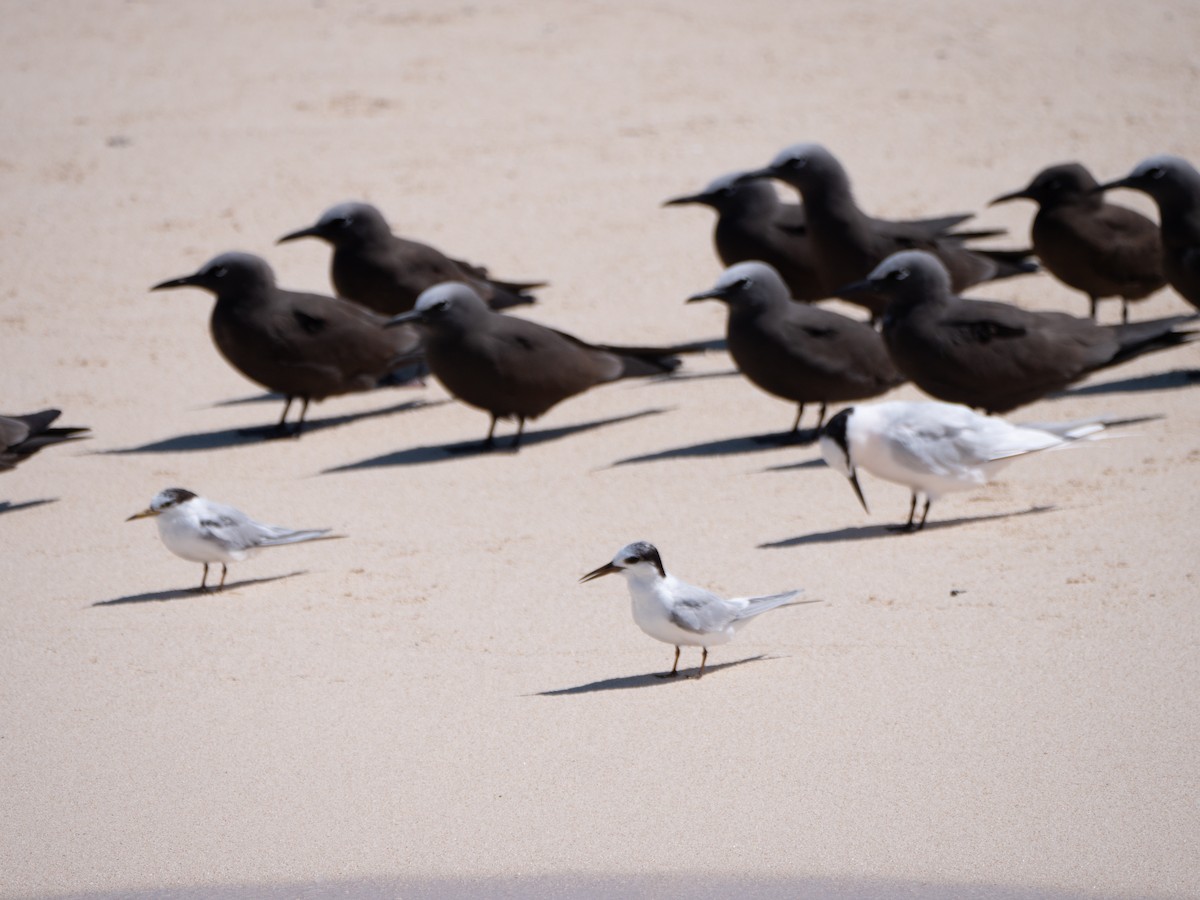 Little Tern - ML475071031