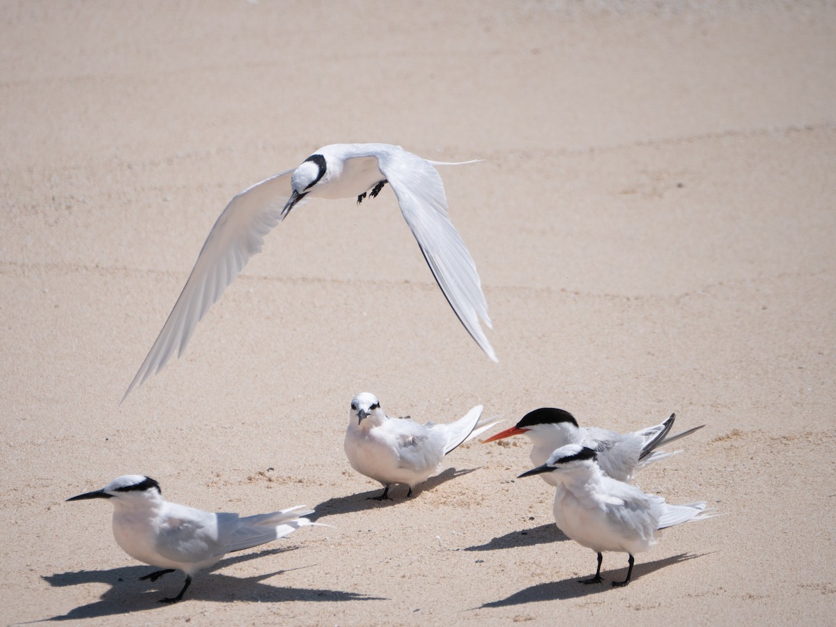 Roseate Tern - ML475071181