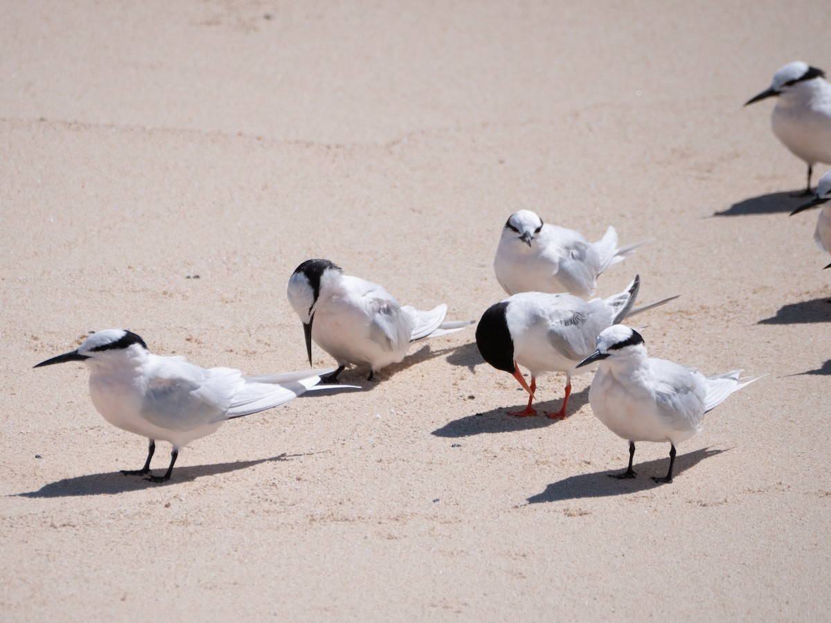 Roseate Tern - ML475071211