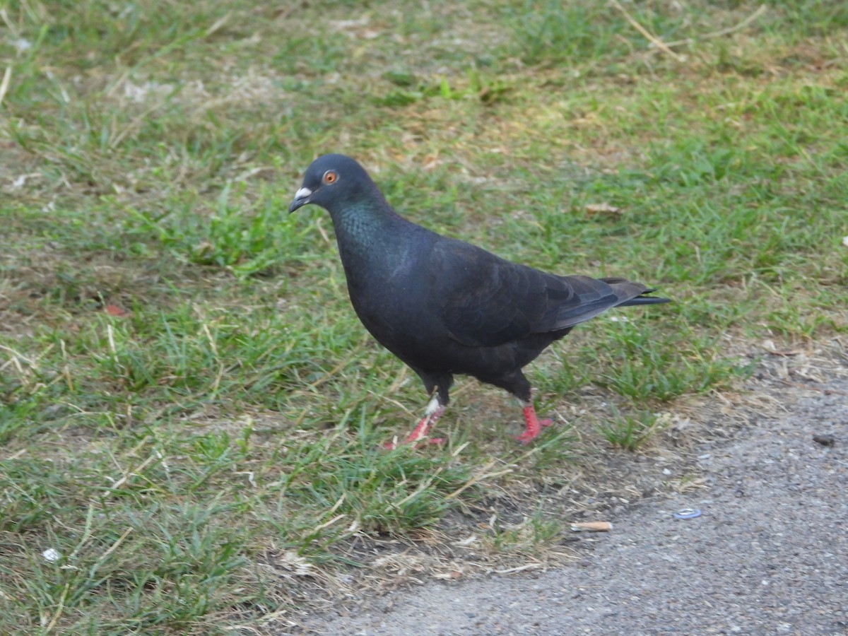 Rock Pigeon (Feral Pigeon) - ML475072501