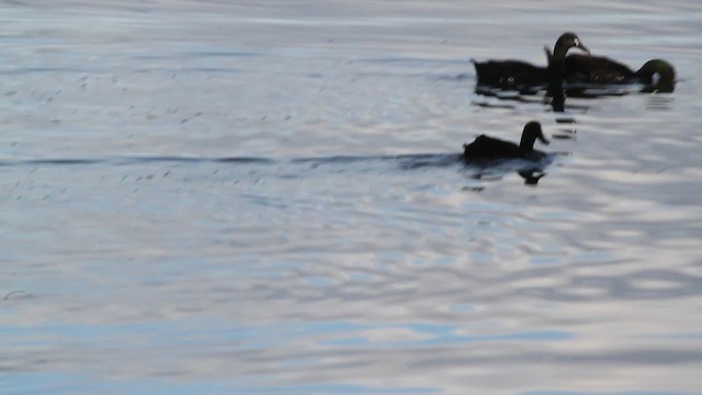 Mallard (Domestic type) - ML475073