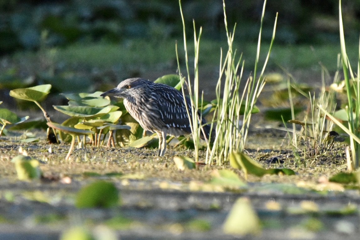 Black-crowned Night Heron - ML475073551