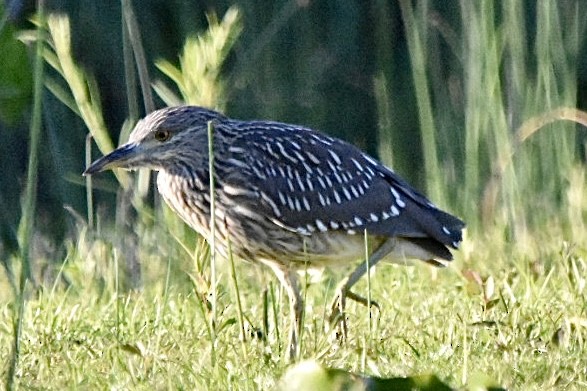 Black-crowned Night Heron - ML475073561