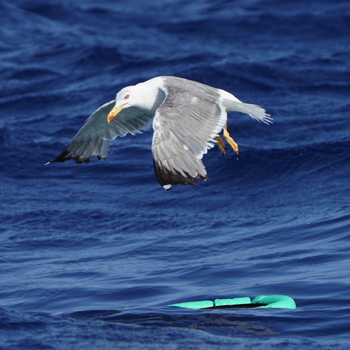 Yellow-legged Gull - ML475073651